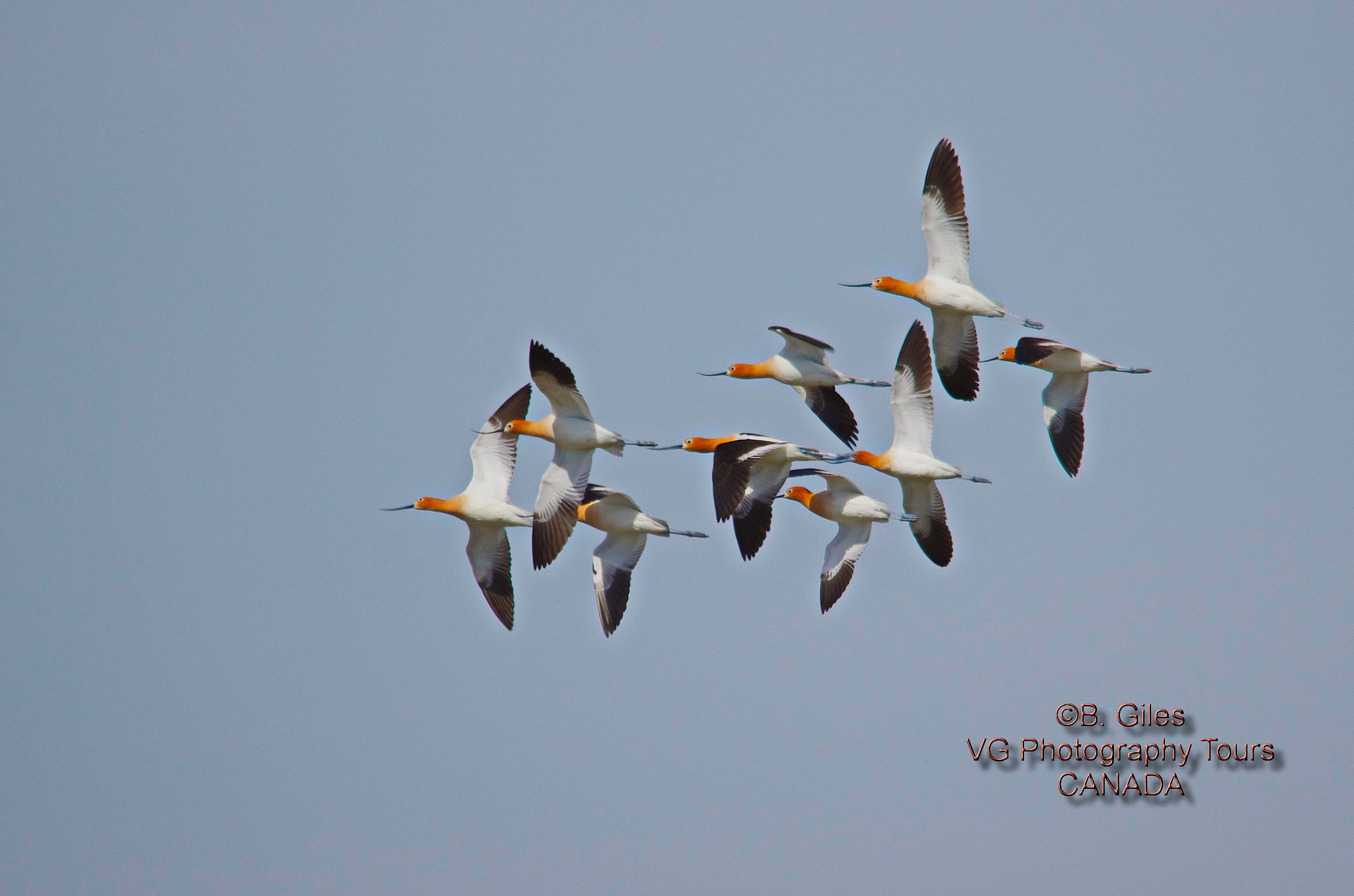 Sigma 150-500mm F5-6.3 DG OS HSM sample photo. Spring migration photography