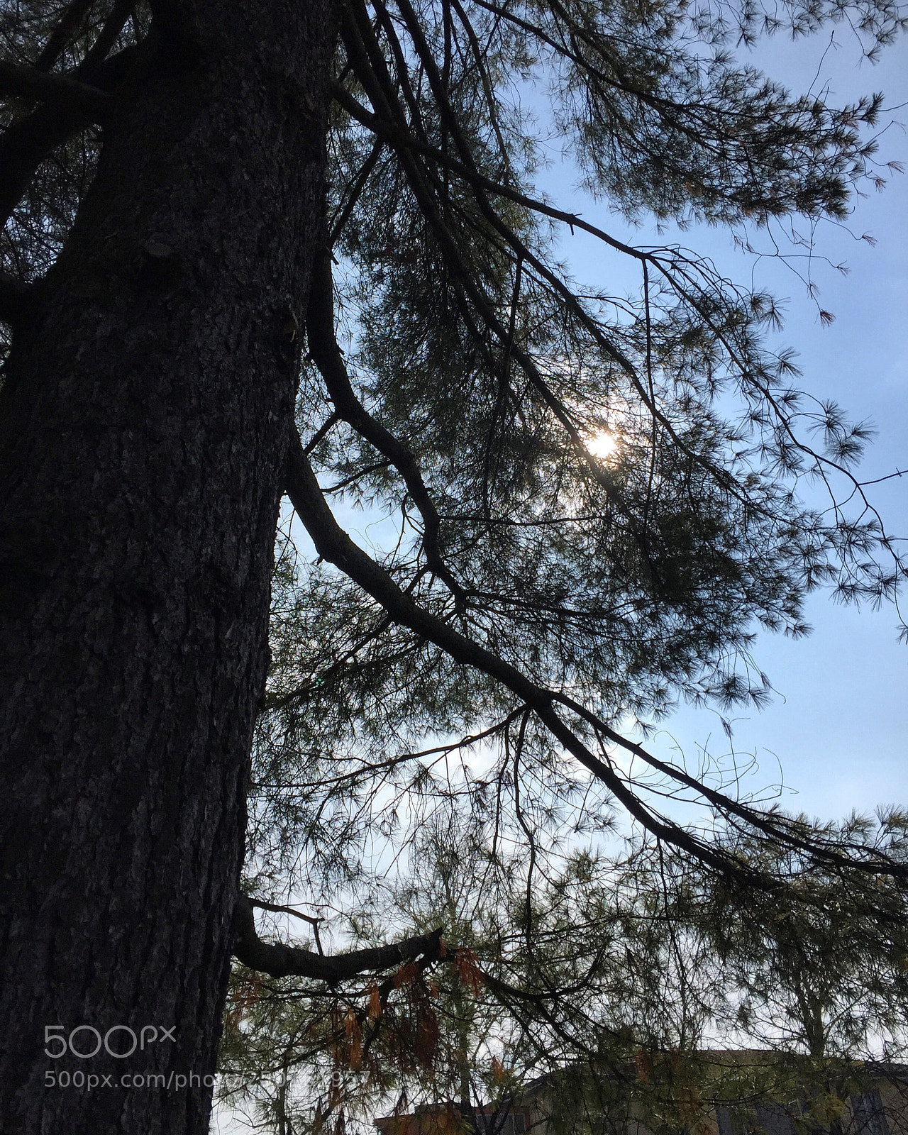 Apple iPhone 6 sample photo. Untitled photography