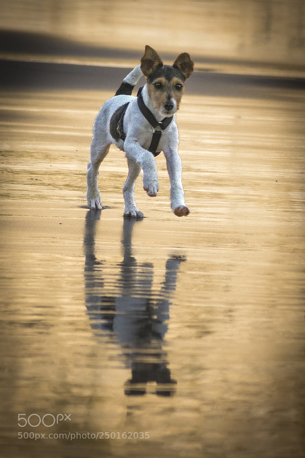 Nikon D3300 sample photo. Reflejos perrunos photography