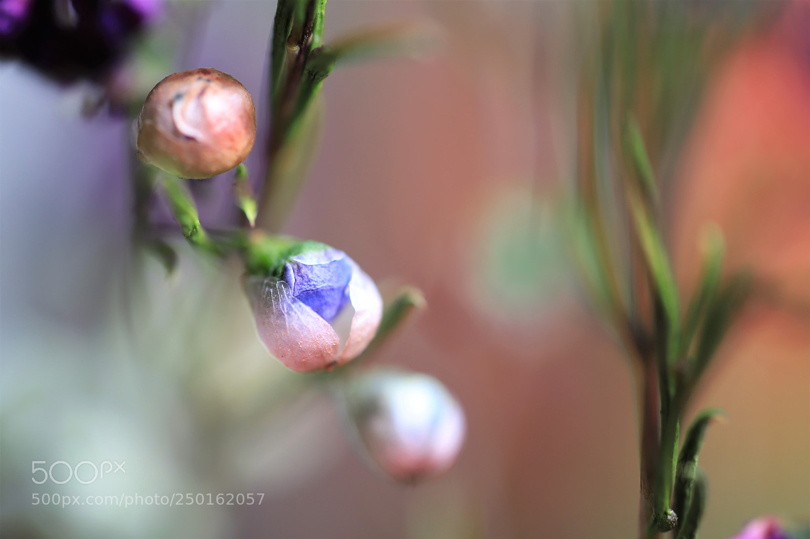 Canon EOS 6D Mark II sample photo. Pop up photography