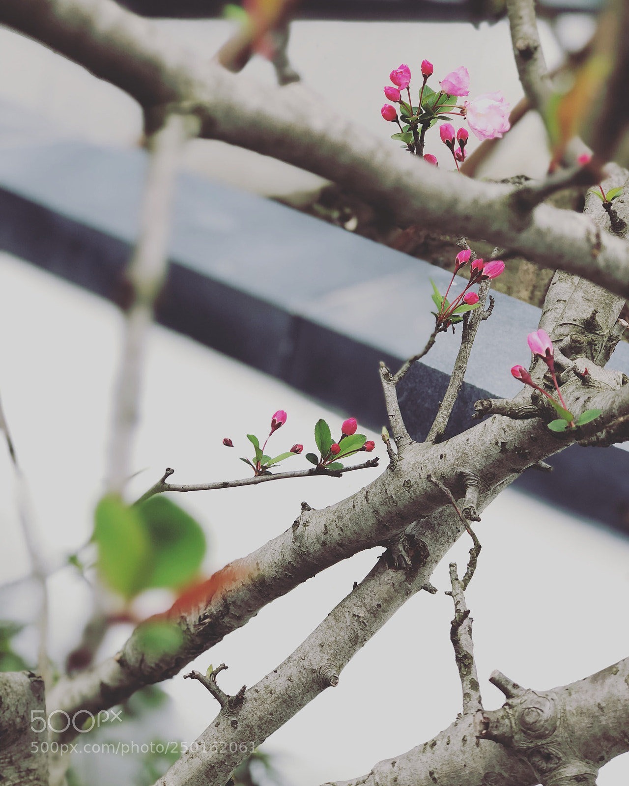 Apple iPhone 8 Plus sample photo. 春来了 photography