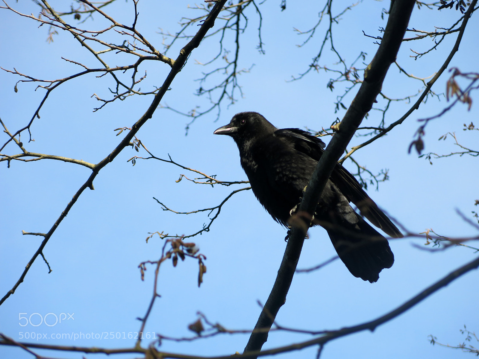 Canon PowerShot G15 sample photo. Img 6575-0.jpg it's spring photography