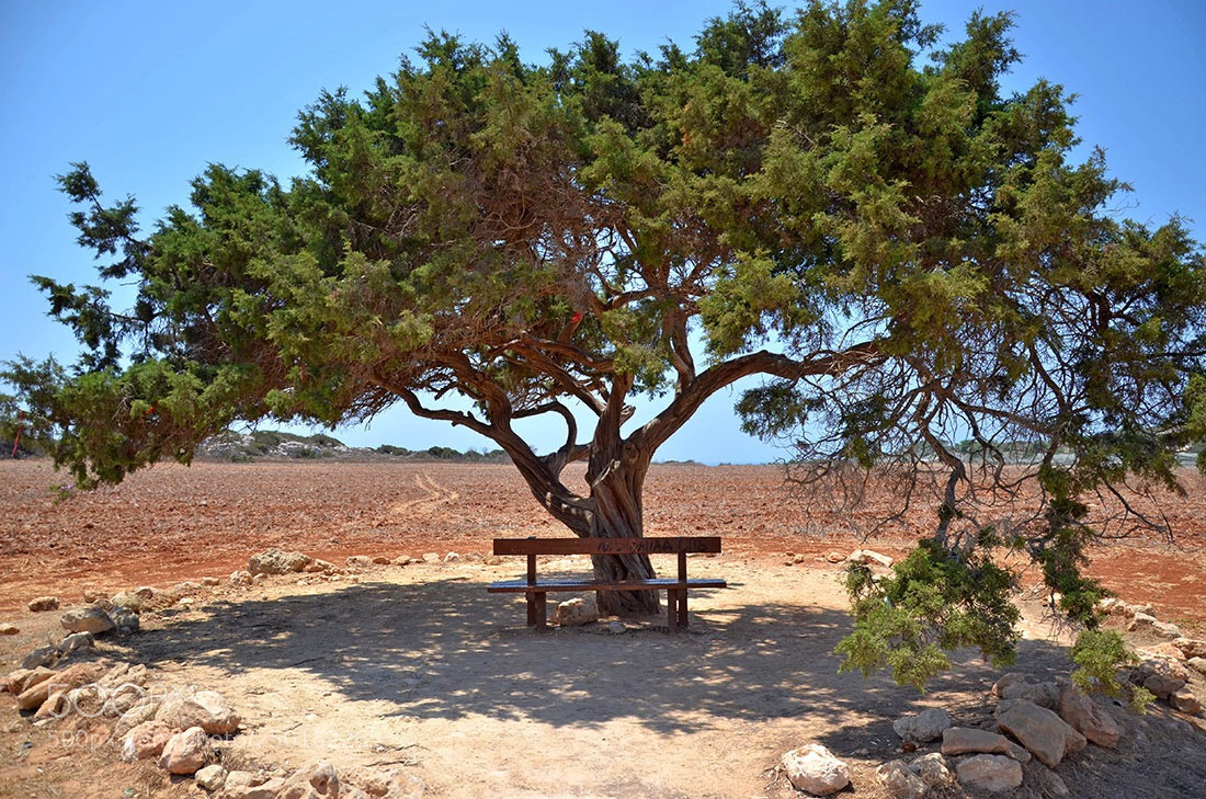 Nikon D7000 sample photo. The tree  photography