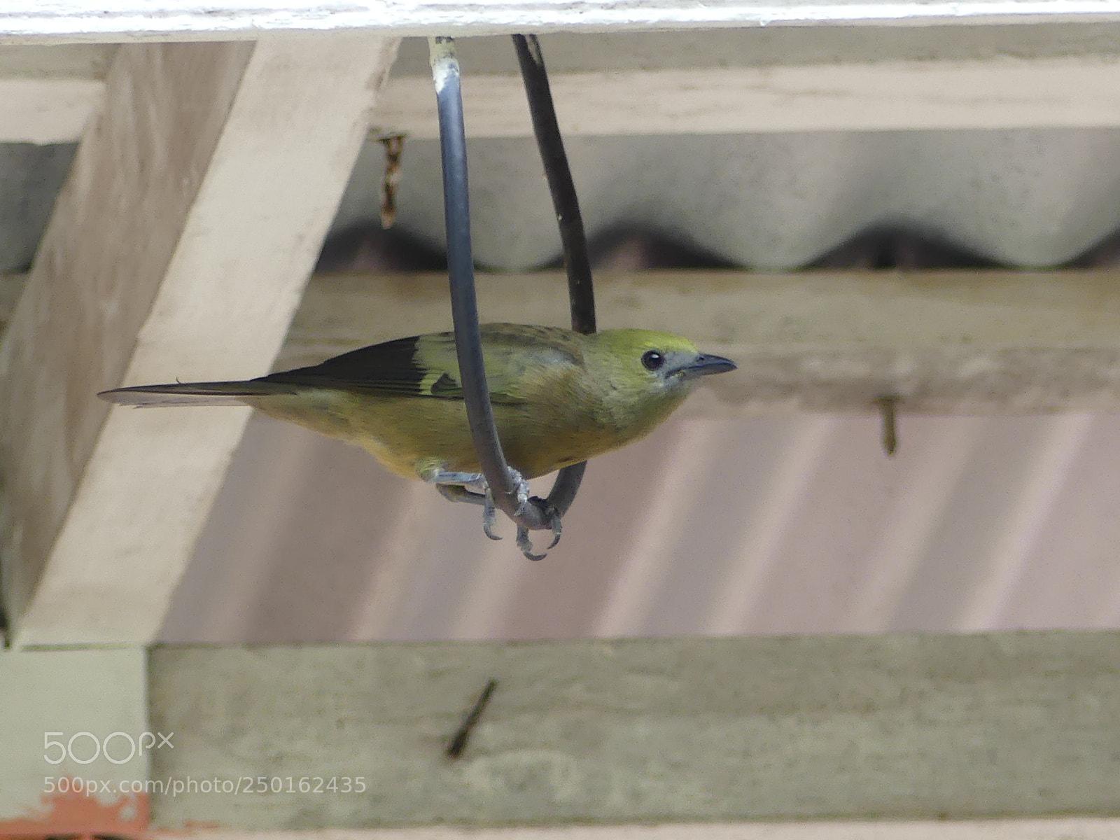 Panasonic Lumix DMC-FZ300 sample photo. Palm tanager tangara des photography