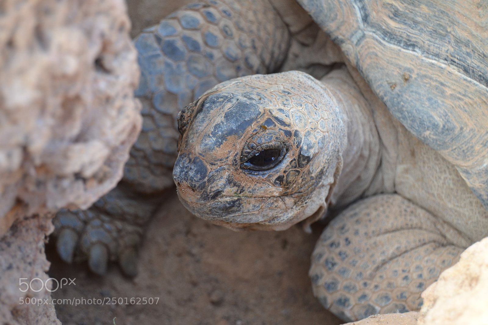 Nikon D3100 sample photo. Turtle photography
