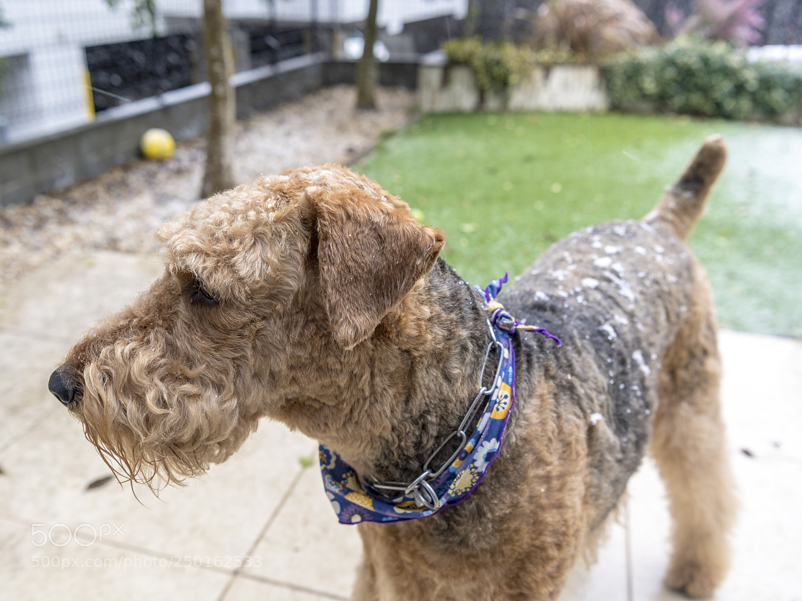 Nikon D5 sample photo. It was snowing in photography