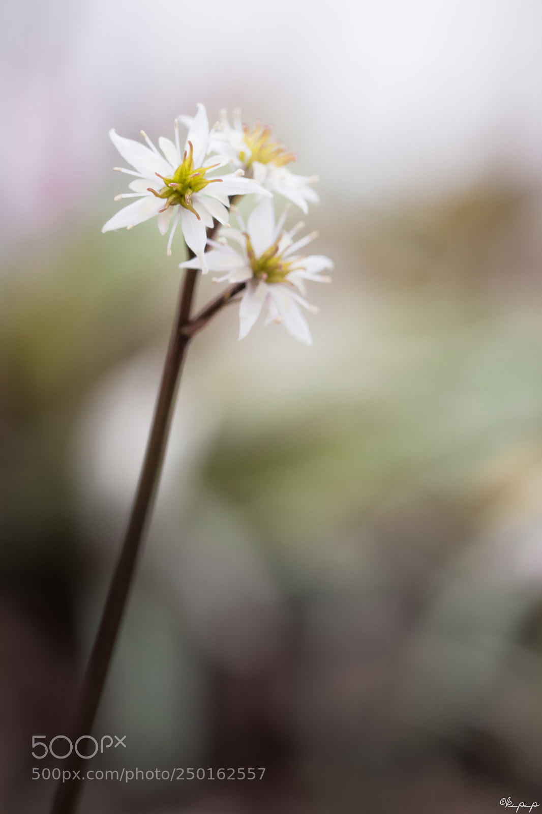 Canon EOS 80D sample photo. Coptis japonica var.dissecta photography