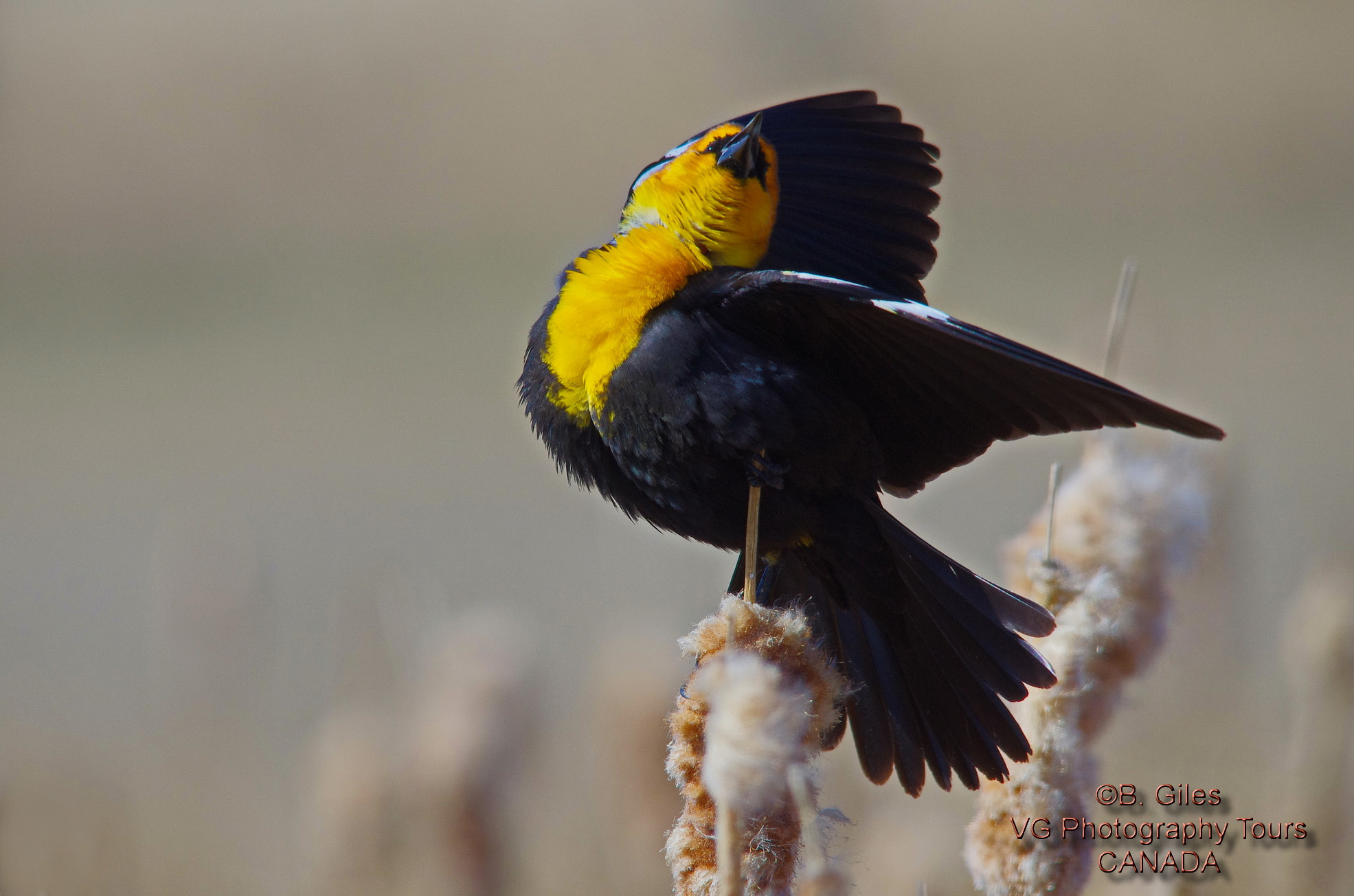 Pentax K-5 IIs + Sigma 150-500mm F5-6.3 DG OS HSM sample photo. Full of himself photography