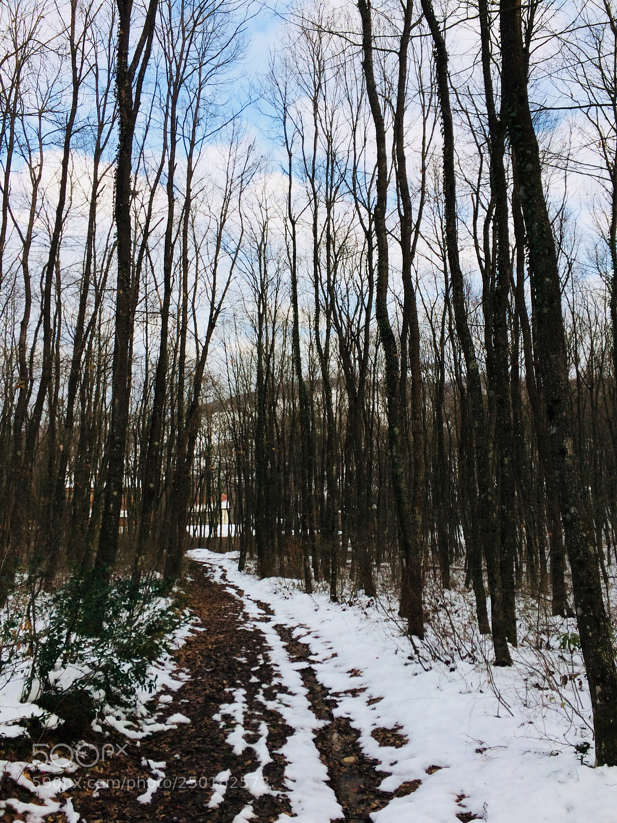 Apple iPhone 5s sample photo. Forest/orman* photography