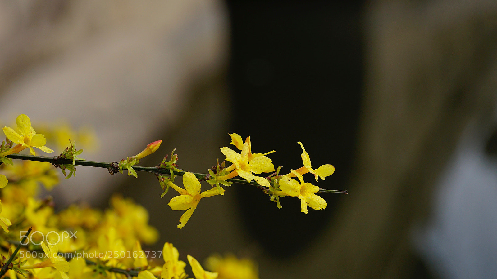 Sony a7 II sample photo. 霸春 photography