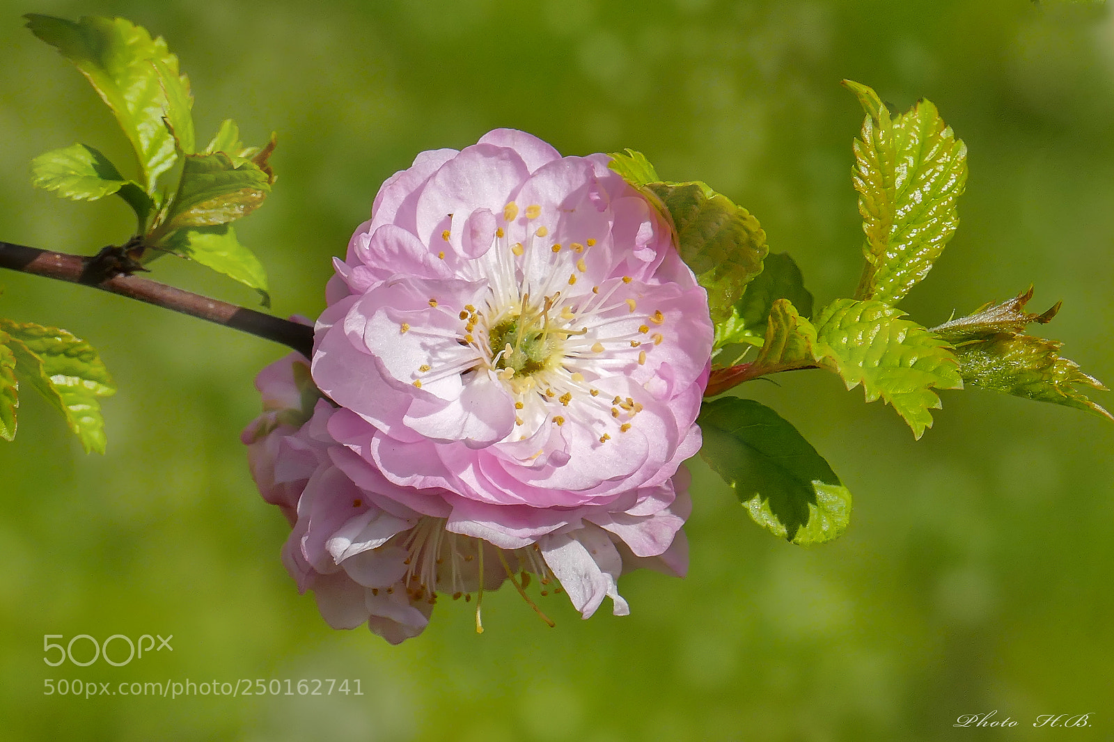 Panasonic Lumix DMC-FZ1000 sample photo. Almond shrub blossoms photography