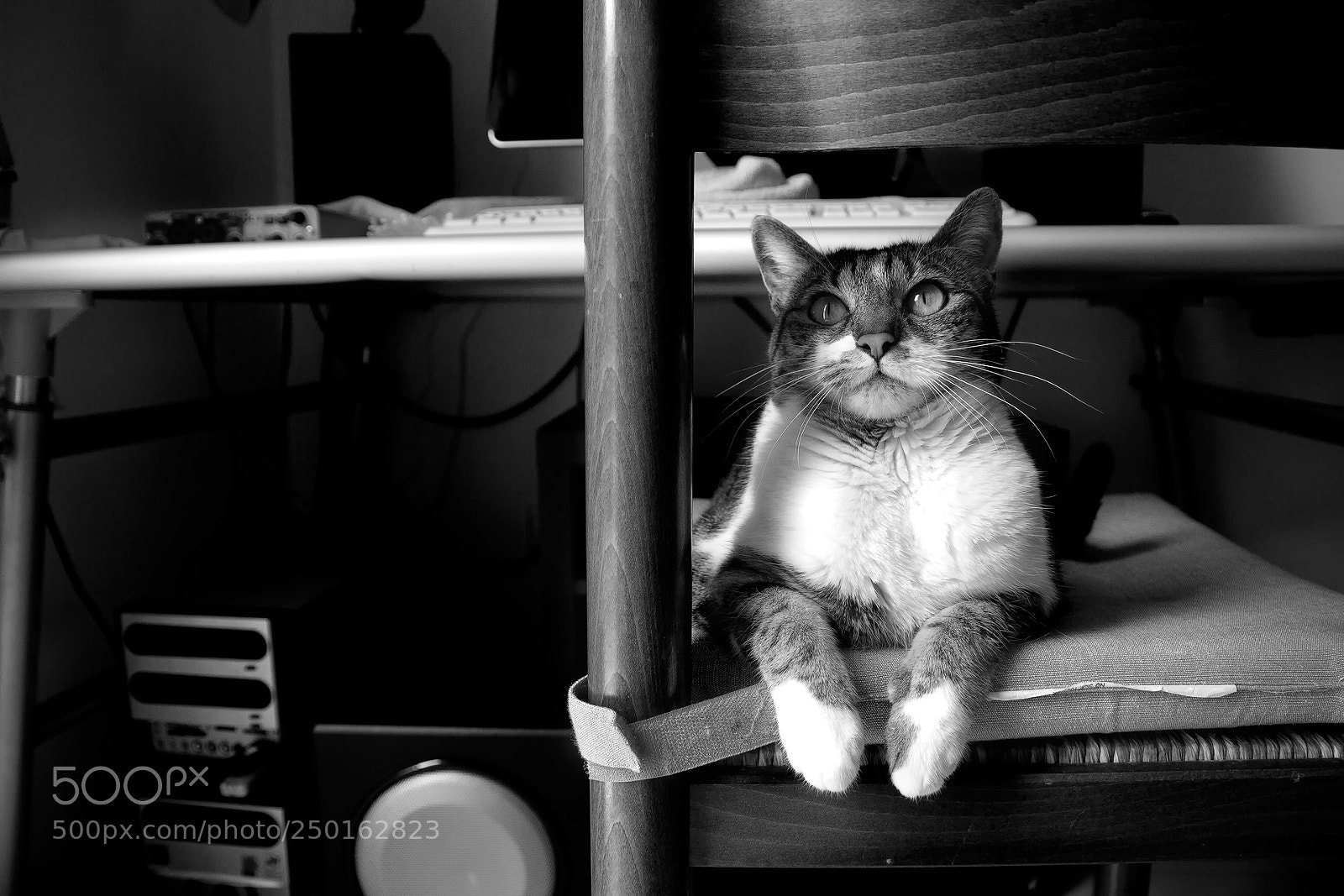 Canon EOS 7D sample photo. A. the cat photography