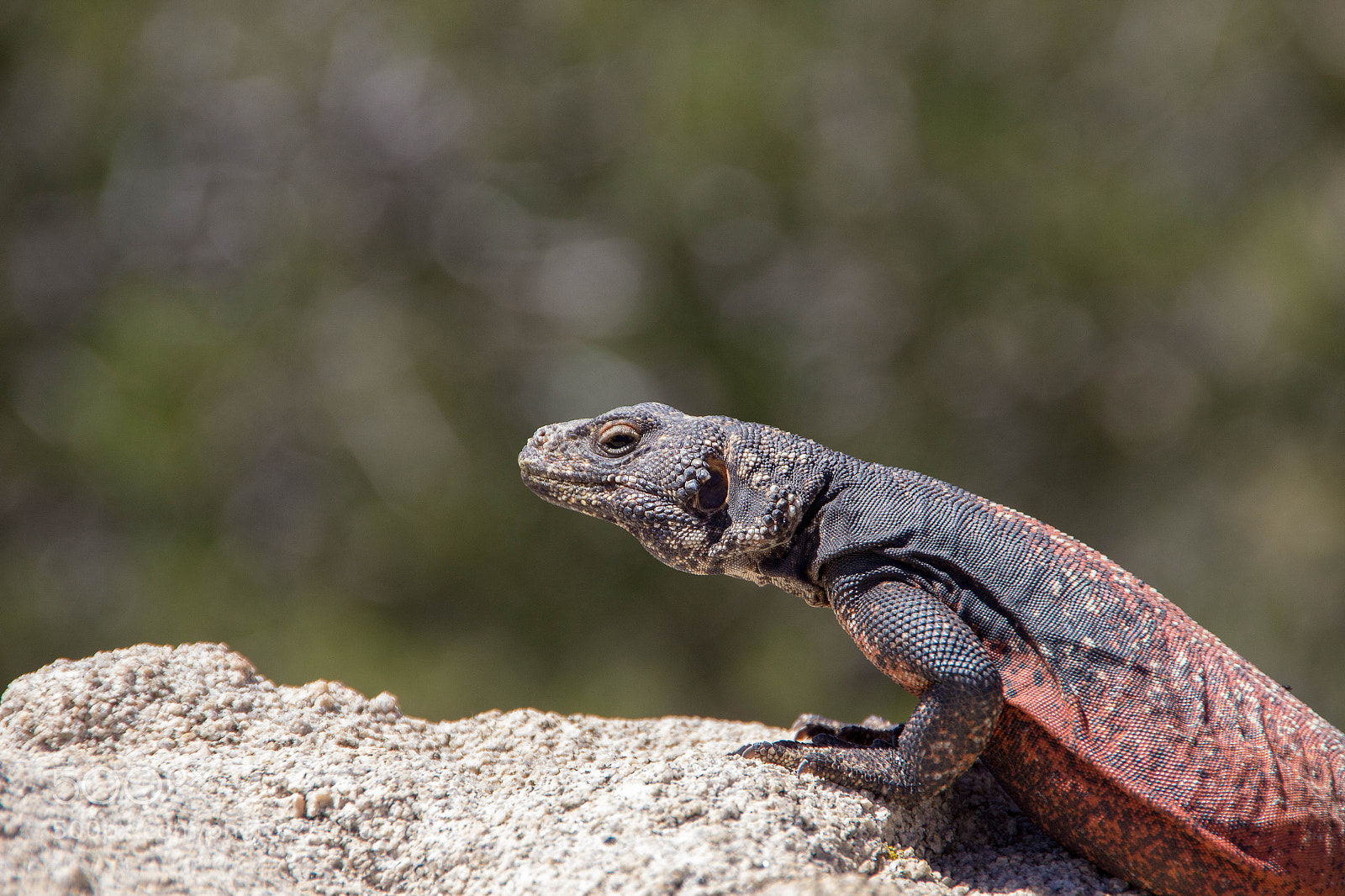 Canon EOS 600D (Rebel EOS T3i / EOS Kiss X5) sample photo. Red lizard photography