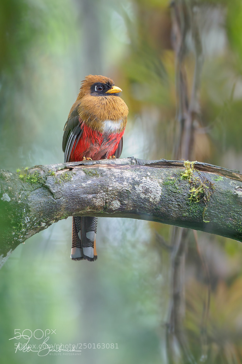 Olympus OM-D E-M1 Mark II sample photo. Masked trogon | ecuador photography