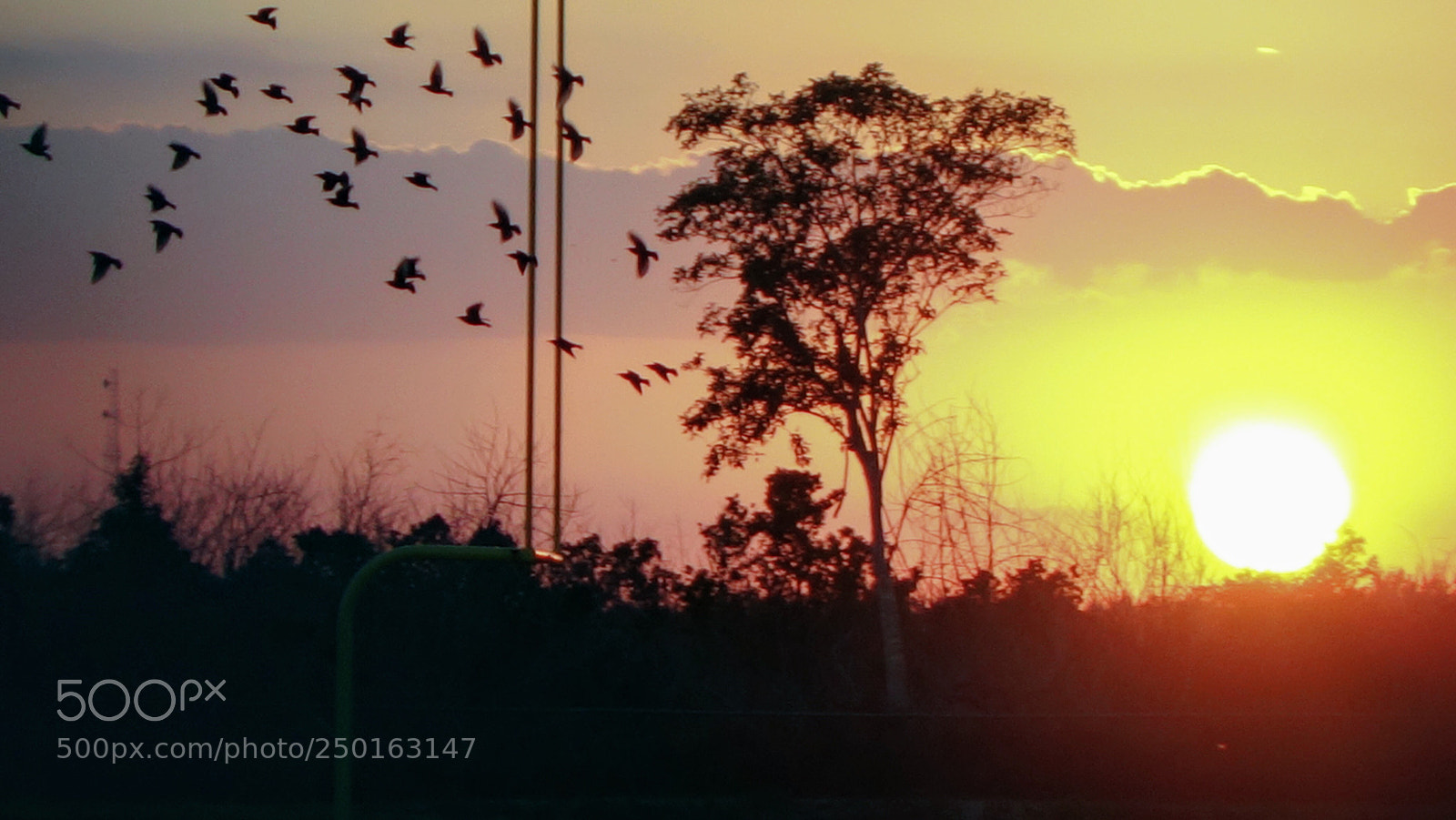 Sony Cyber-shot DSC-RX100 II sample photo. Wind/ tree & birds flying photography