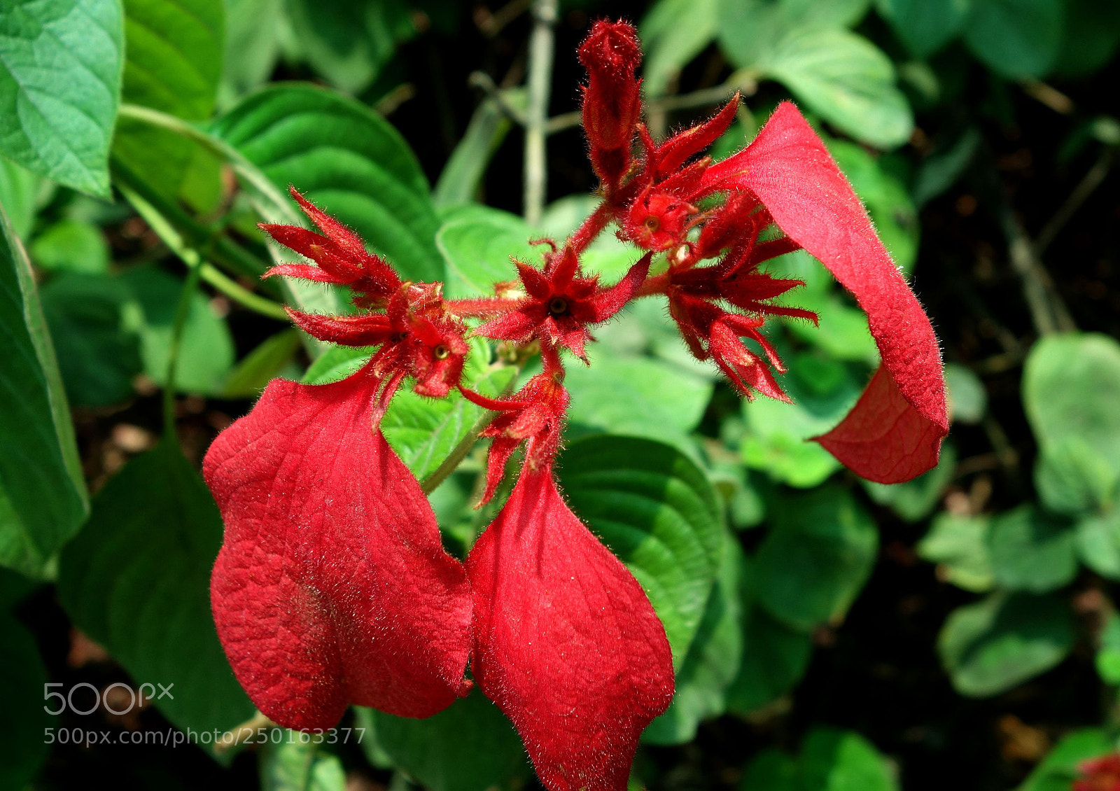Sony Cyber-shot DSC-RX100 II sample photo. Vn flowers () photography
