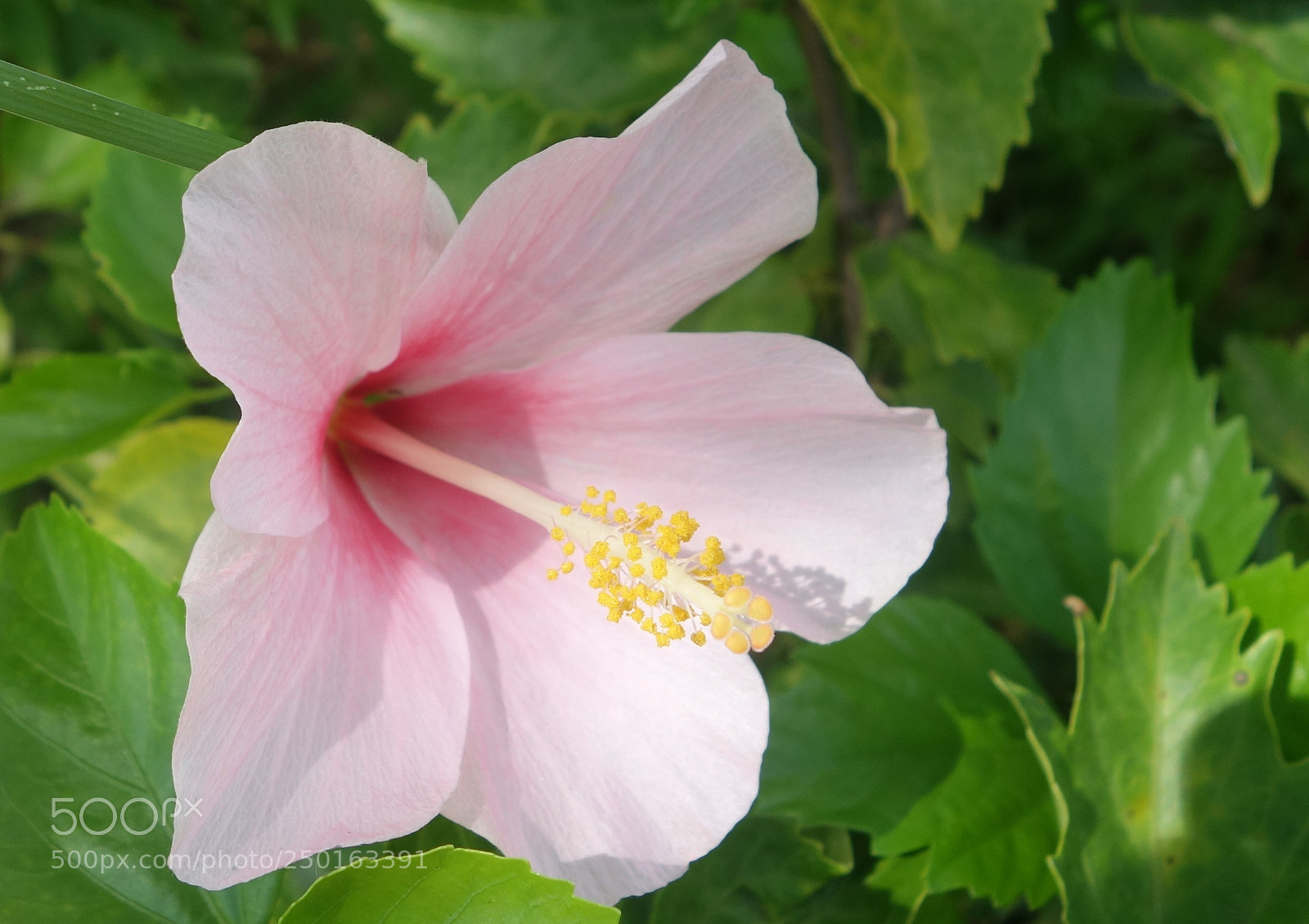 Sony Cyber-shot DSC-RX100 II sample photo. Vn flowers () photography