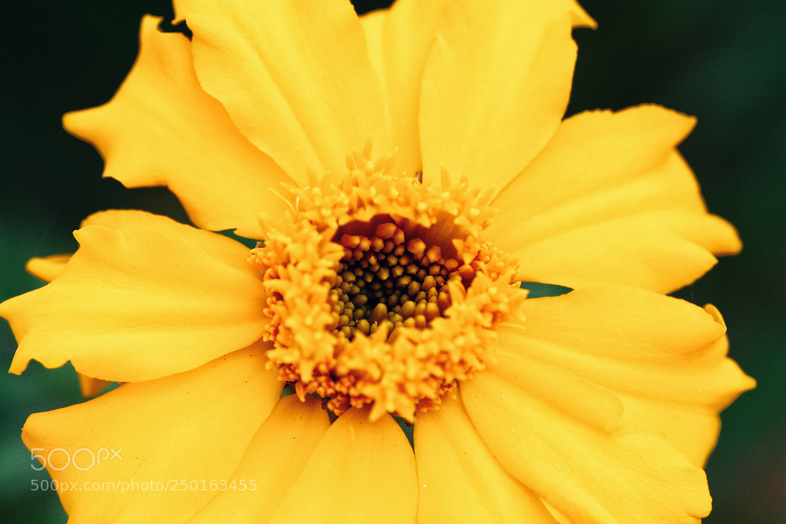 Nikon D7100 sample photo. Cngd photography