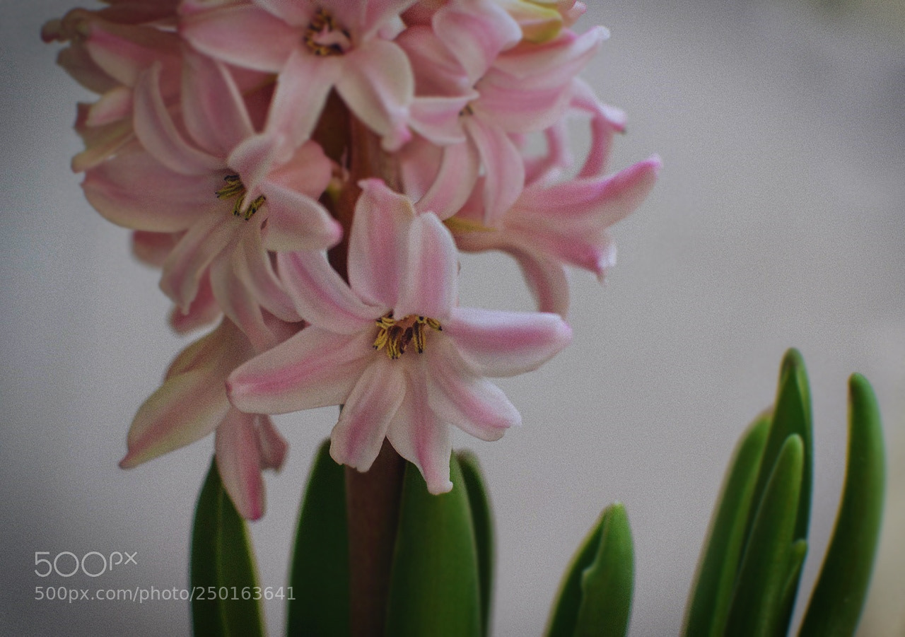 Nikon D3200 + Nikon AF-S DX Nikkor 35mm F1.8G sample photo. *** photography