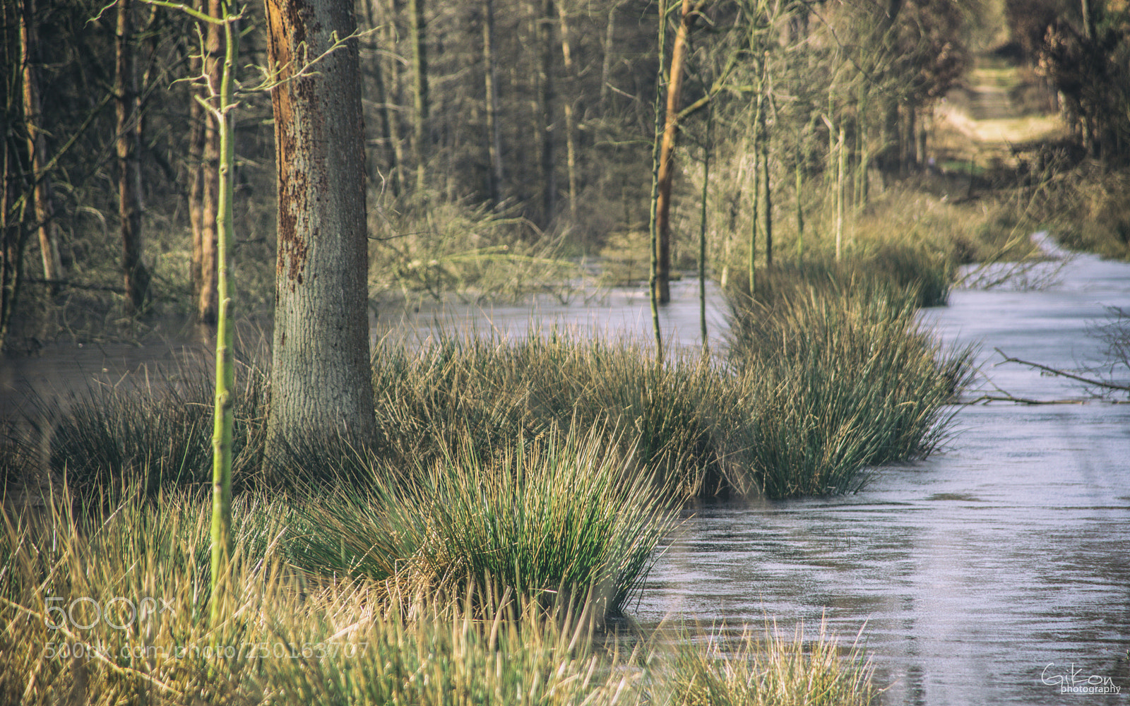 Nikon D7100 sample photo. Forest water photography