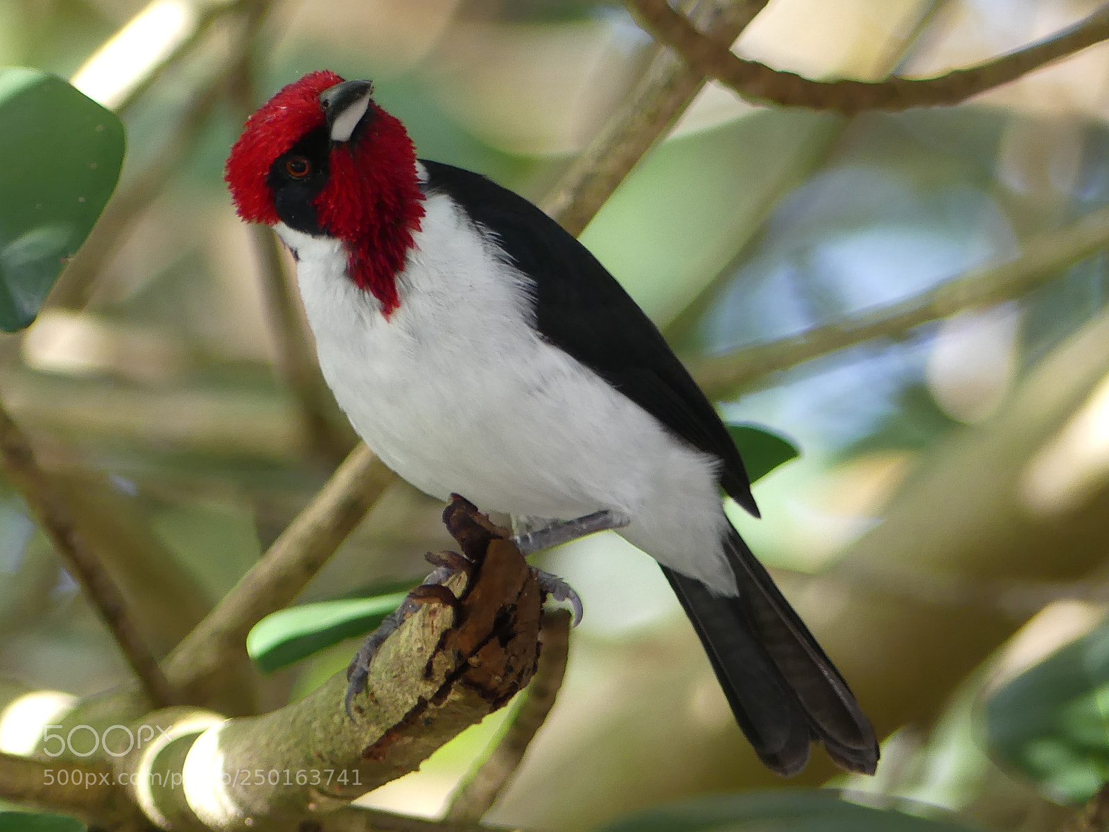 Panasonic Lumix DMC-FZ300 sample photo. Red capped cardinal paroare photography
