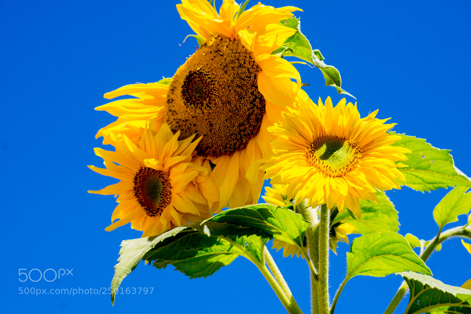 Sony a6000 sample photo. Sunflower photography