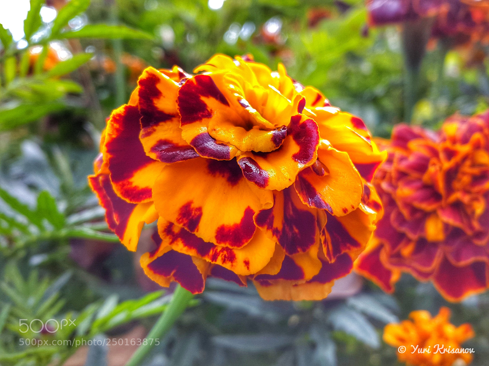 Samsung Galaxy Alpha sample photo. Tagetes photography