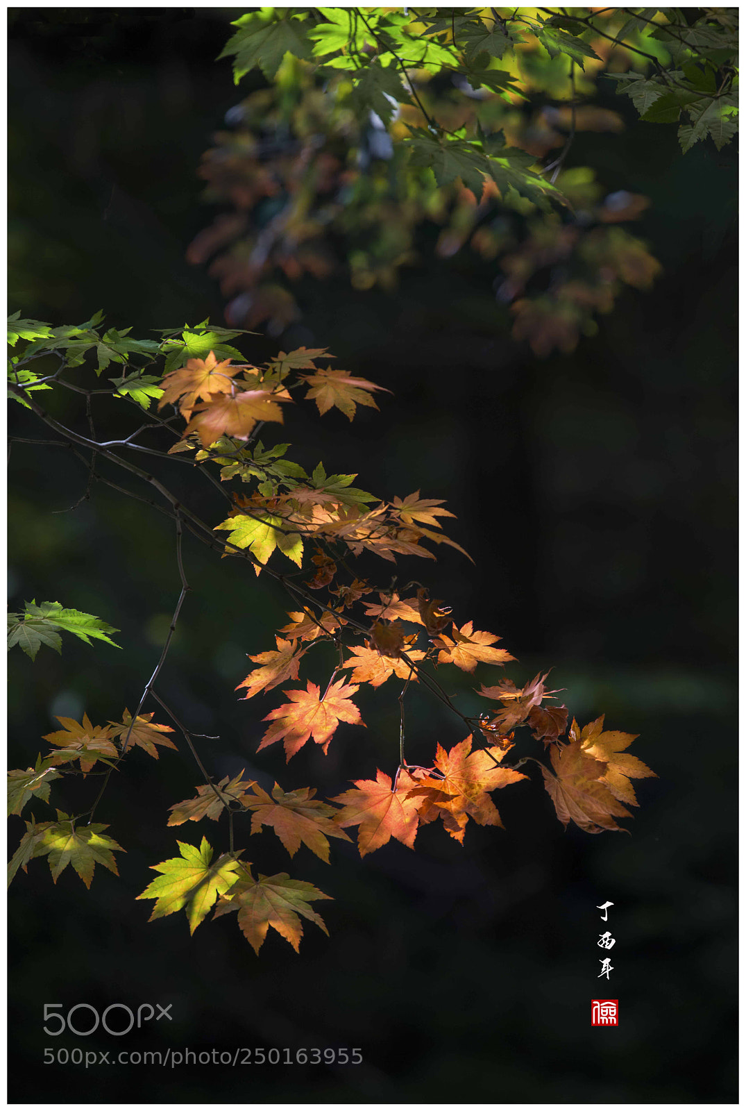 Nikon D800 sample photo. Untitled photography