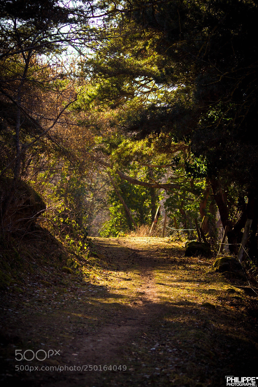 Canon EOS 700D (EOS Rebel T5i / EOS Kiss X7i) sample photo. Forest  photography