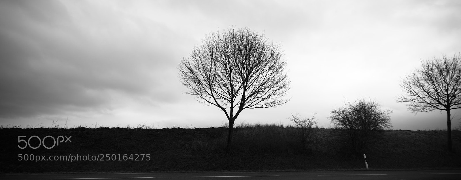 Sony a7 sample photo. Bare tree at the photography