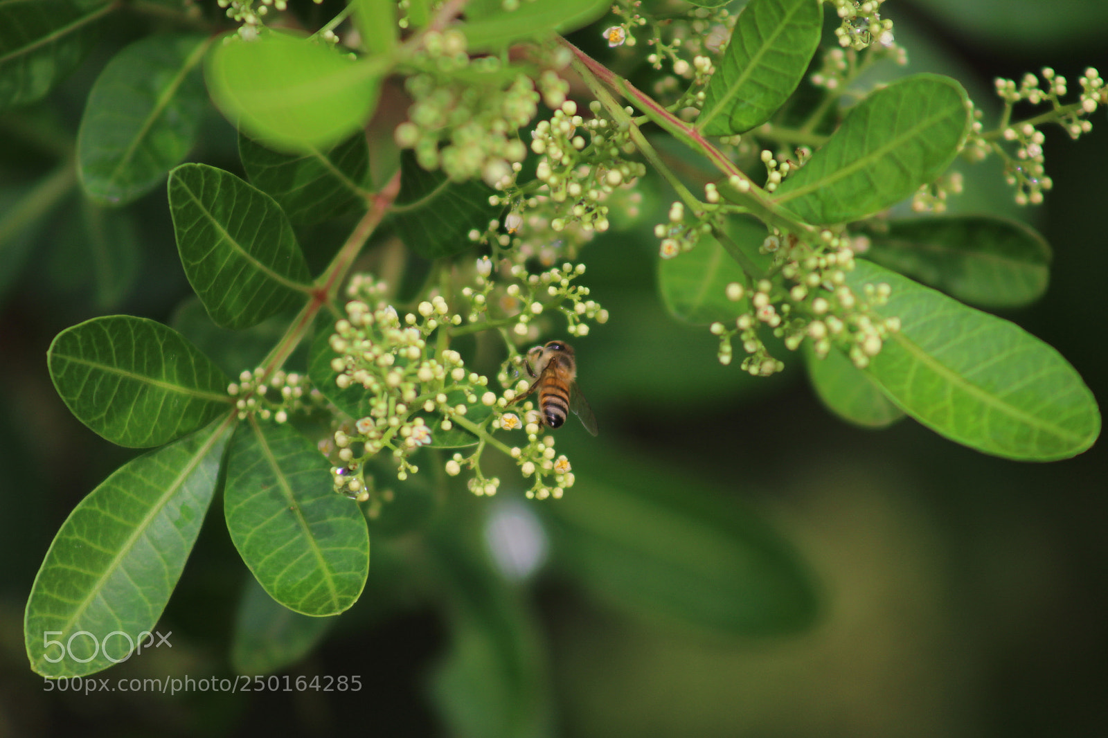Canon EF 75-300mm f/4-5.6 sample photo. Bee cool photography