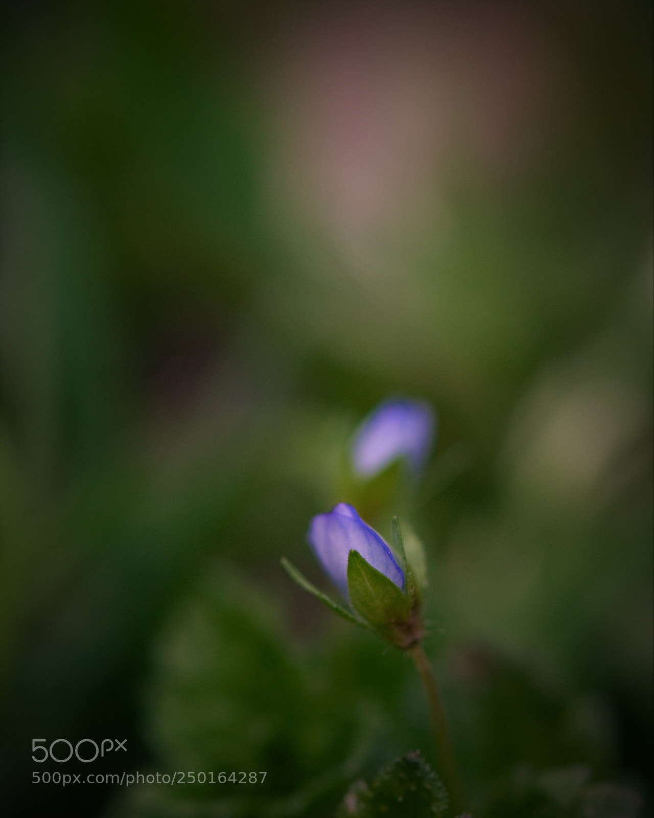 Nikon D4 sample photo. Untitled photography