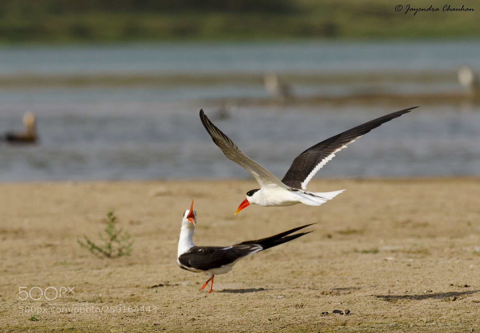 Nikon D5100 sample photo. Indian skimmers photography