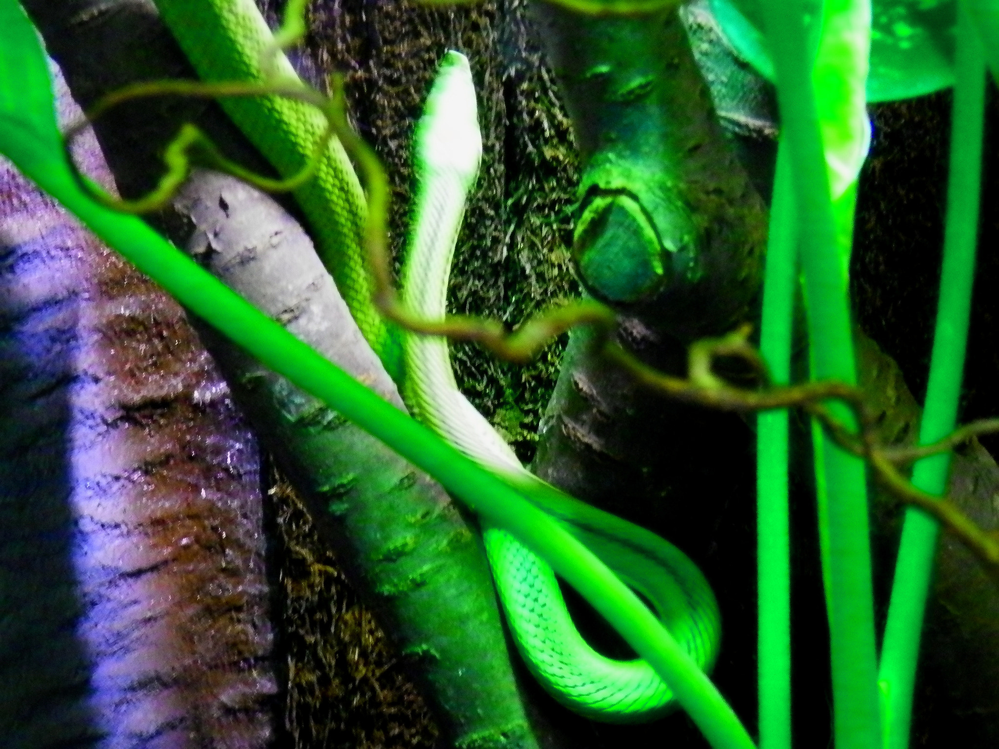 Olympus SZ-14 sample photo. Green snake beauty photography