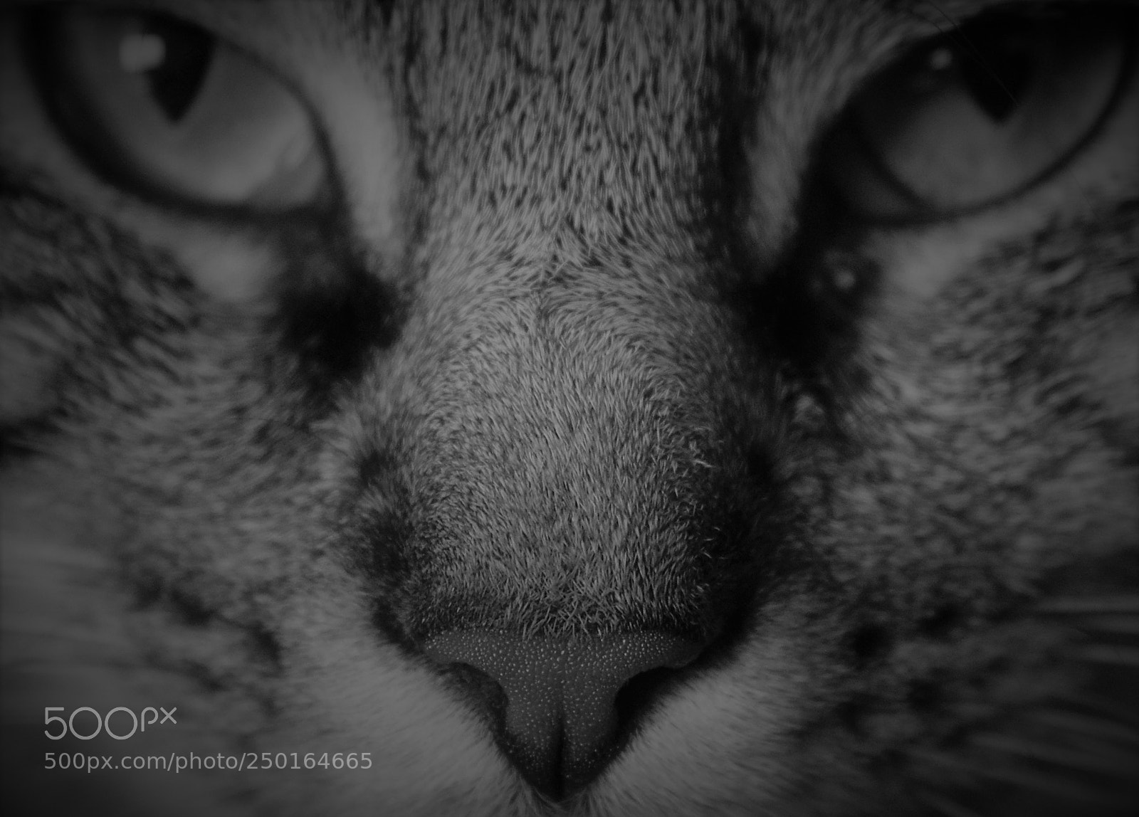 Nikon D3300 sample photo. The tiger in me photography