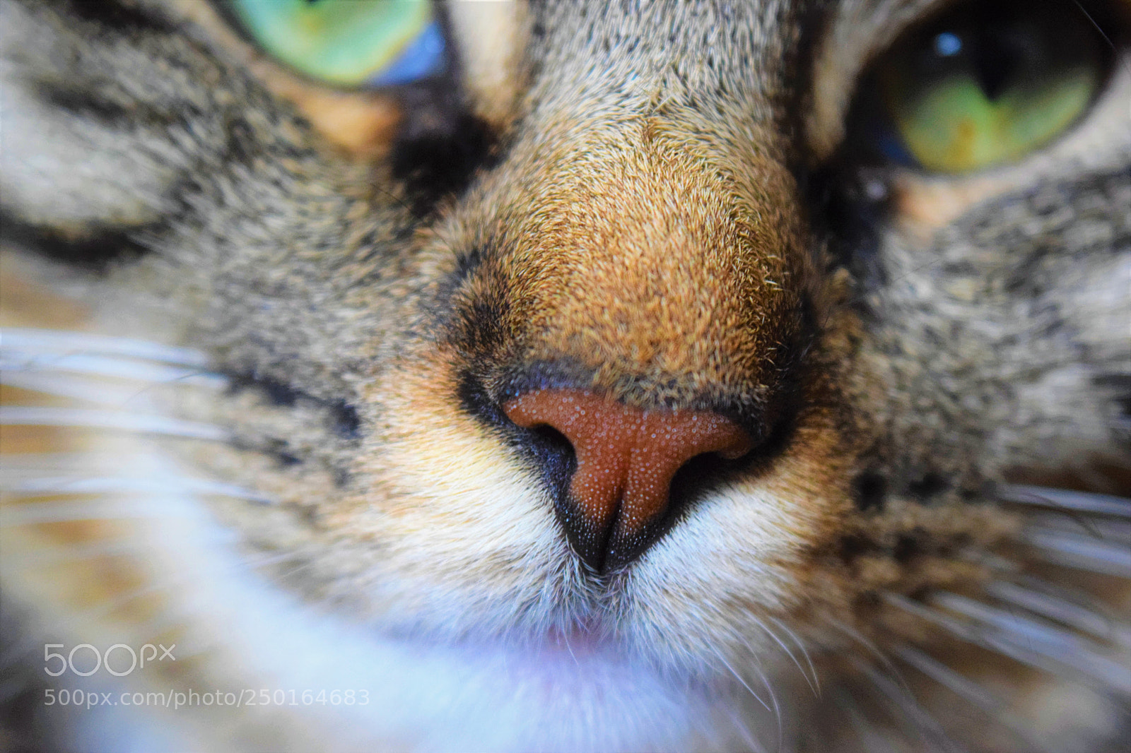 Nikon D3300 sample photo. Fur photography