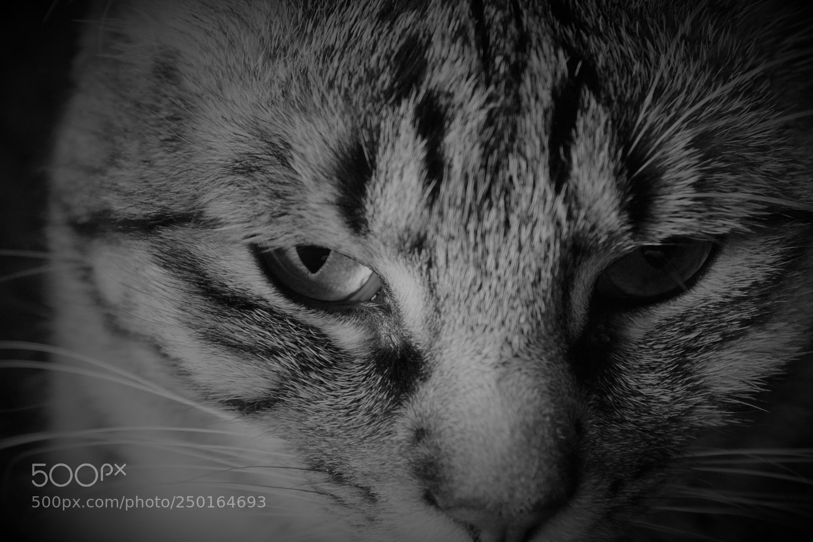 Nikon D3300 sample photo. Mood photography