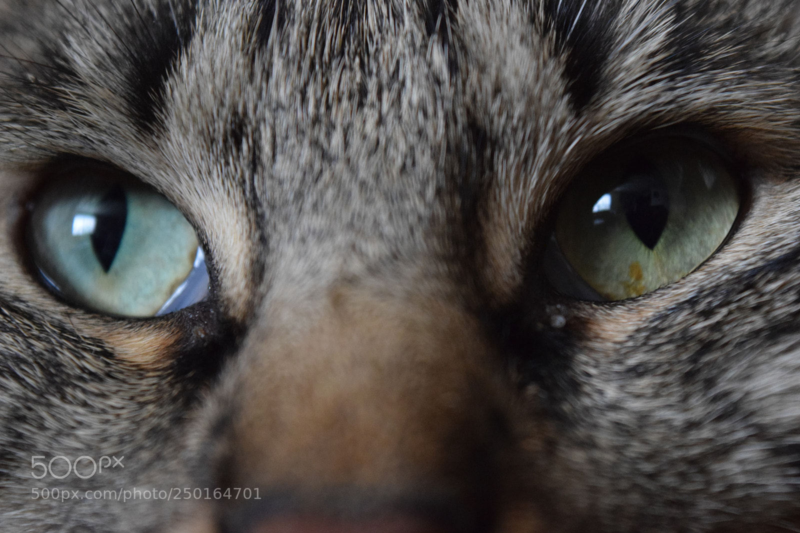 Nikon D3300 sample photo. Kitty photography