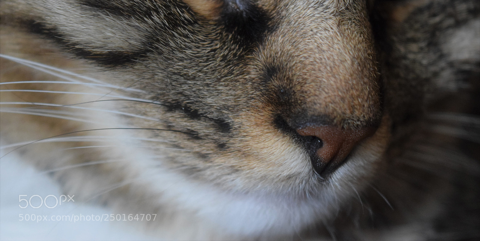 Nikon D3300 sample photo. Kitty photography