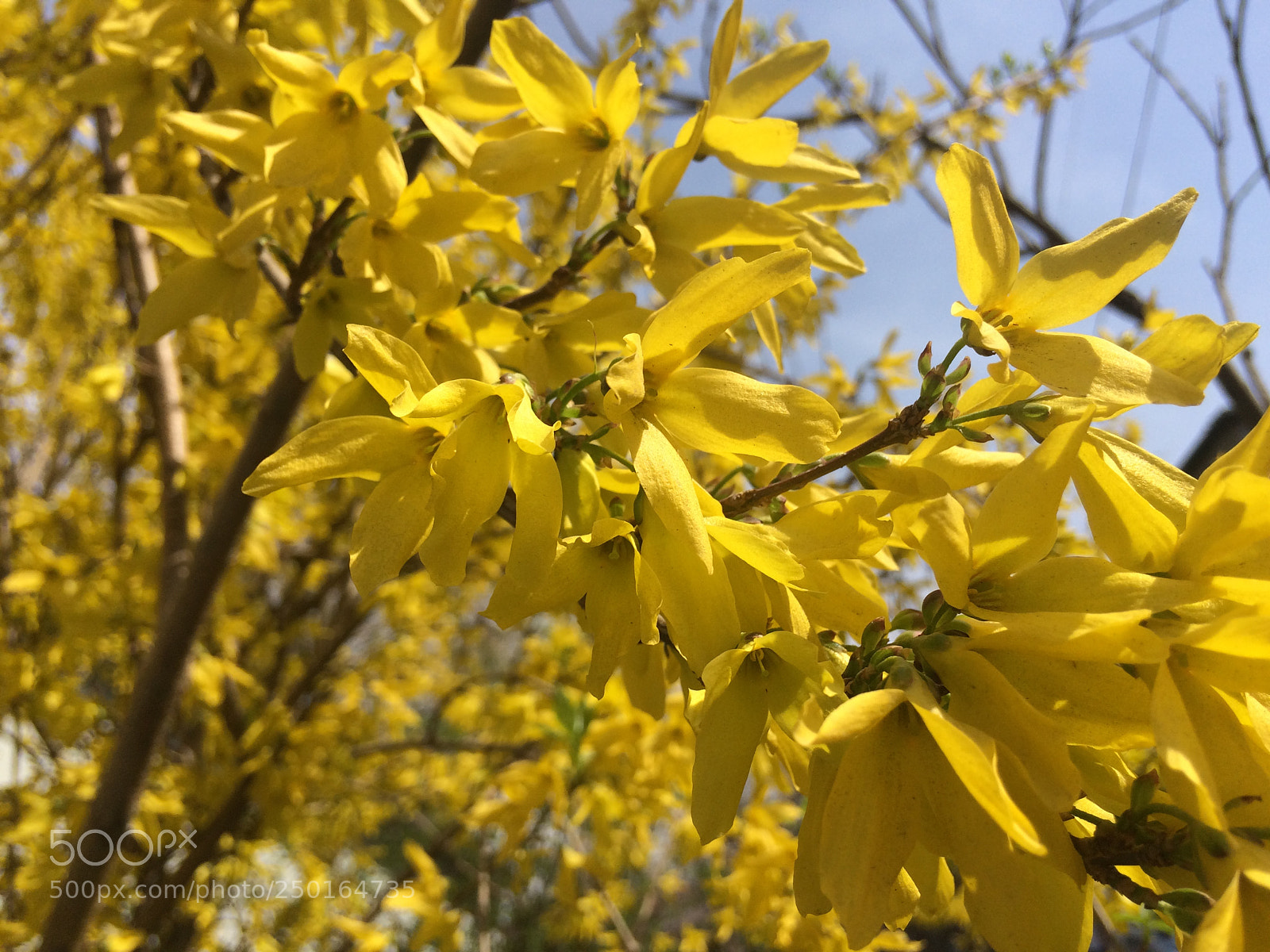 Apple iPhone 5s sample photo. Yellow spring photography