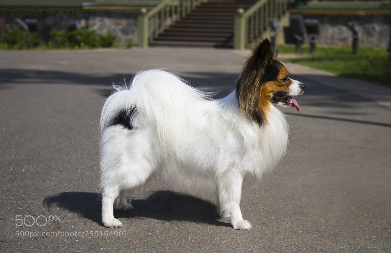 Canon EOS 760D (EOS Rebel T6s / EOS 8000D) sample photo. Papillon photography