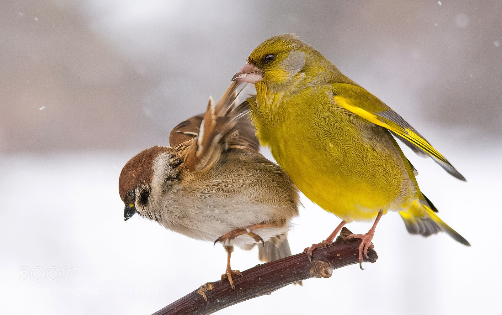 Nikon D7200 sample photo. Greenfinch vs. tree-sparrow photography