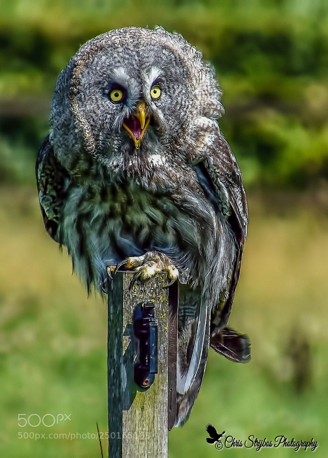 Nikon D5300 sample photo. Great grey owl photography