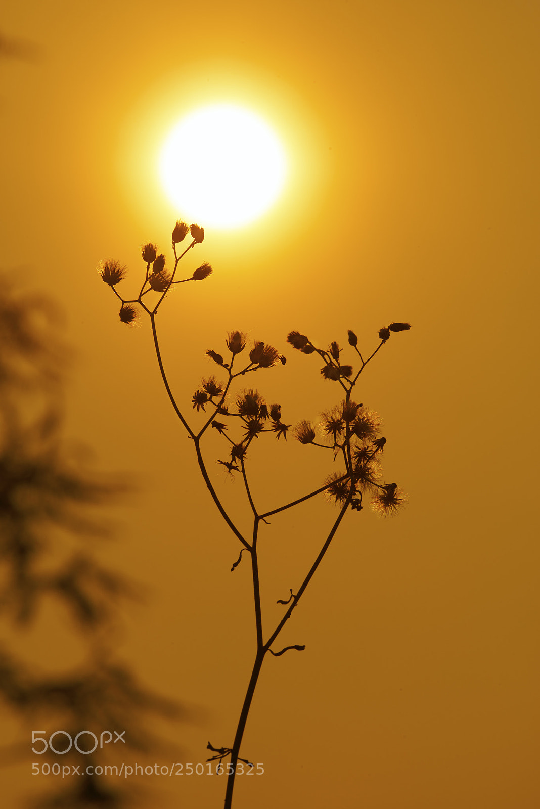 Nikon D800 sample photo. Afternoon photography