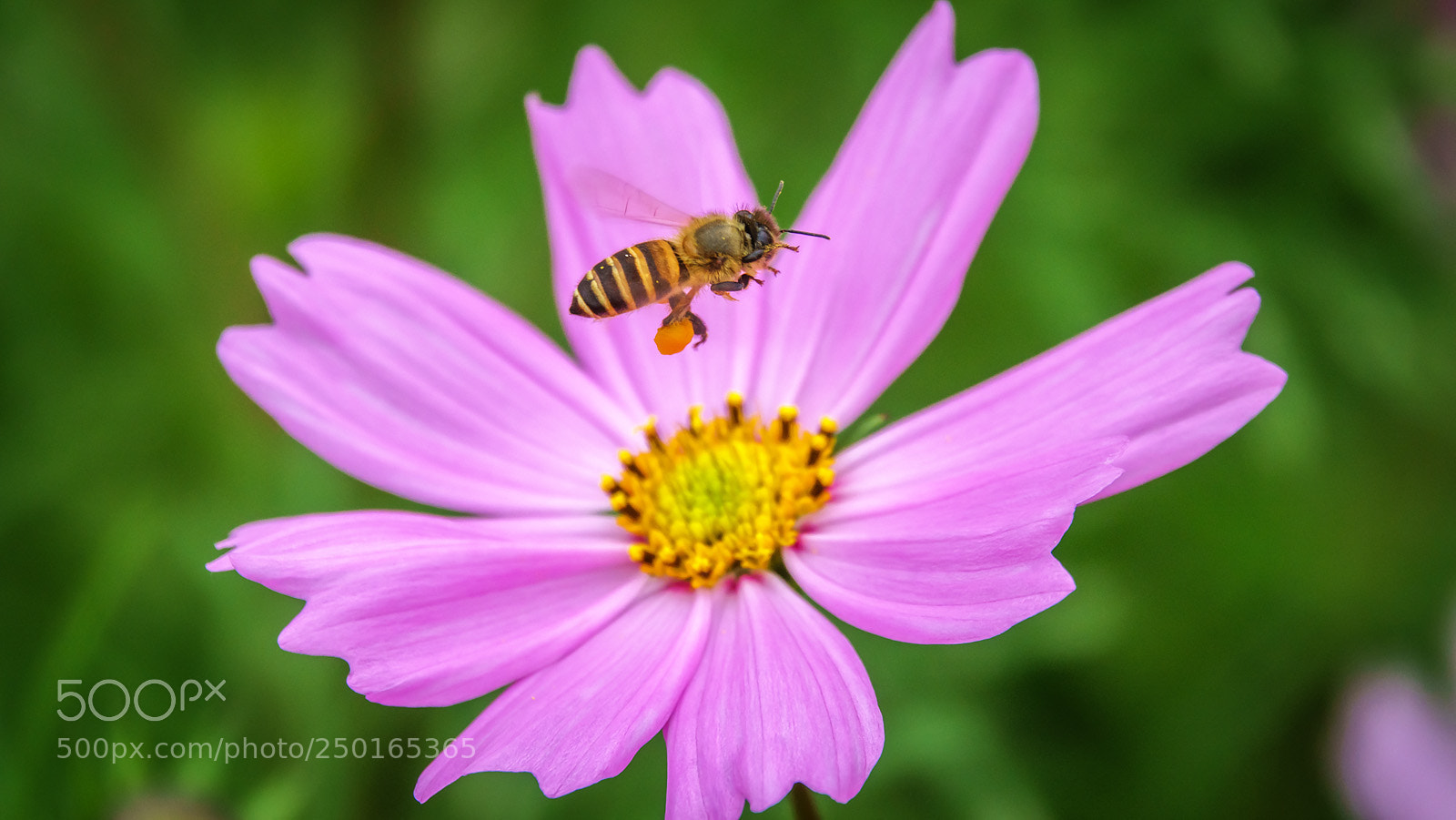 Sony Cyber-shot DSC-RX10 III sample photo. Bee and flower photography