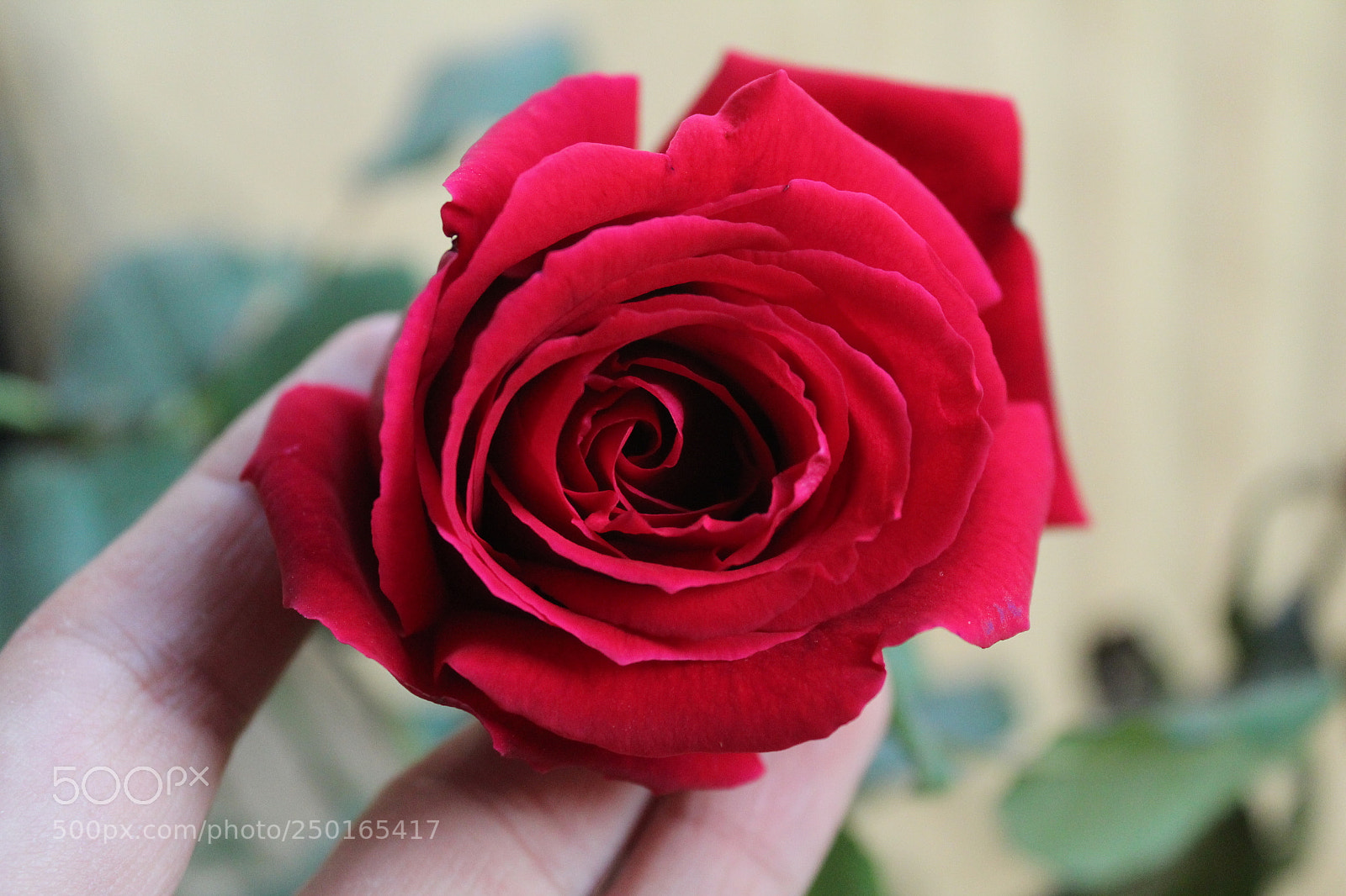 Canon EOS 1300D (EOS Rebel T6 / EOS Kiss X80) sample photo. Red maze! photography