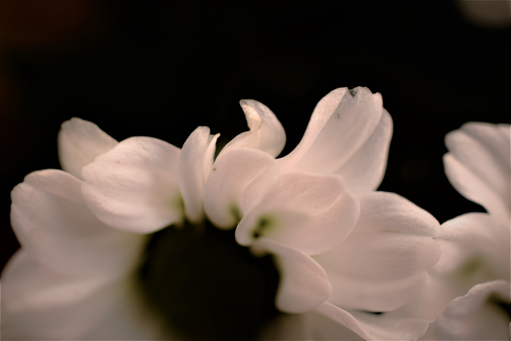 Nikon AF-S DX Micro Nikkor 40mm F2.8 sample photo. Petals photography