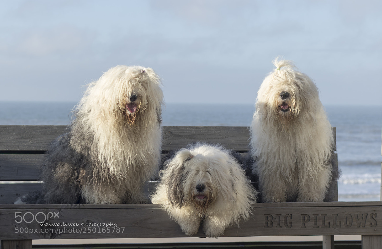 Canon EOS 7D Mark II sample photo. Three on a bench photography