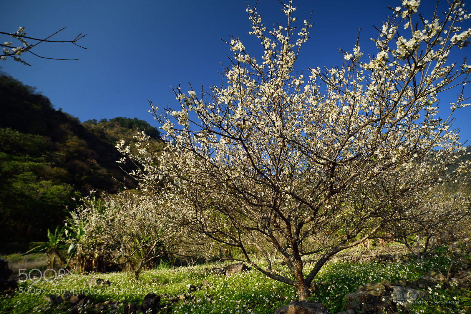 Nikon D810 sample photo. 午後來一梅 photography