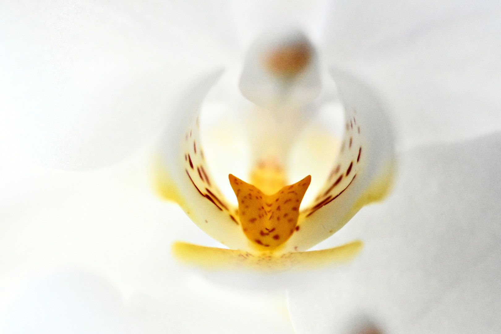 Nikon D3400 sample photo. Flower photography